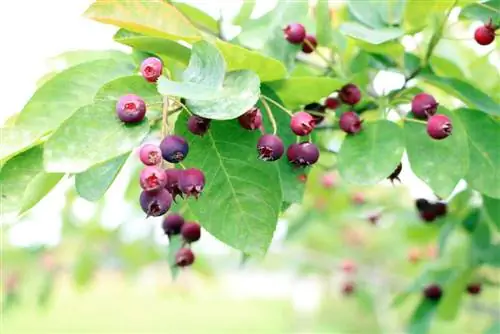 Serviceberry - Amelanchier