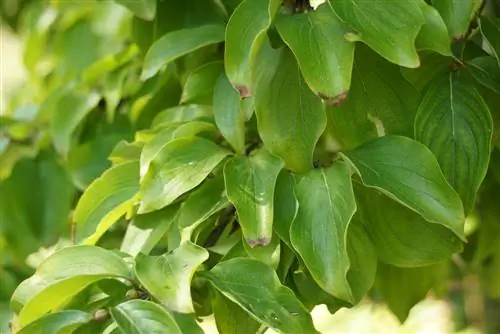 Dereń dereniowy - Cornus mas