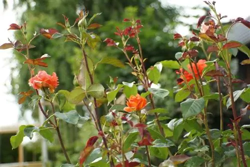 Rozen verplanten - zo bloeien zowel jonge als oude rozen snel weer