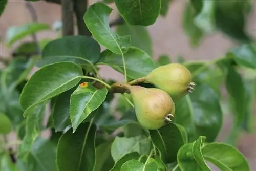 Pear - Pyrus