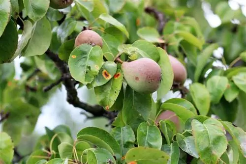 مبارزه با زنگ گلابی: اسپری و درمان خانگی زنگ گلابی