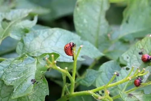 Parassiti della patata: scarabeo della patata del Colorado