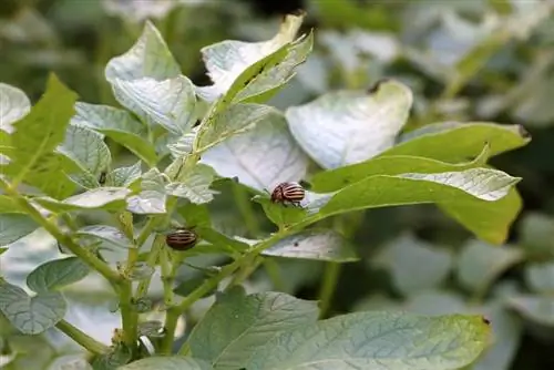 Lute contra os besouros da batata do Colorado naturalmente