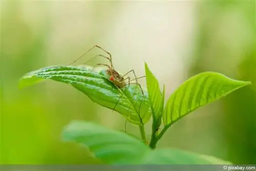 Harvestman - Opiliones