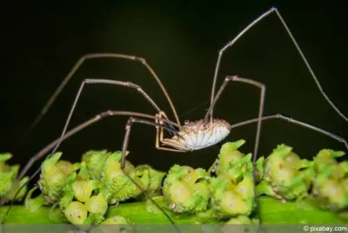 Harvestman – Opiliones