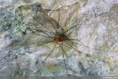 Harvestman - Opiliones