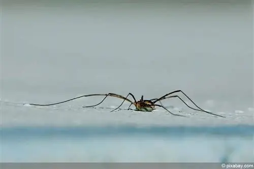 แมงมุม Harvestman ในบ้าน มีพิษไหม? โปรไฟล์ อาหาร และเพื่อนร่วม