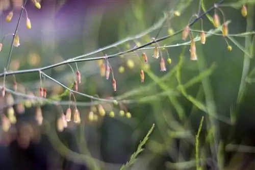 Espàrrecs vegetals: flors