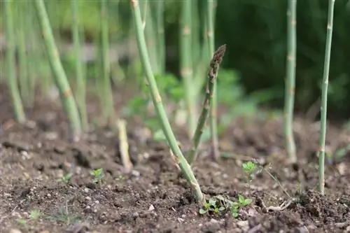 Tanam asparagus sendiri