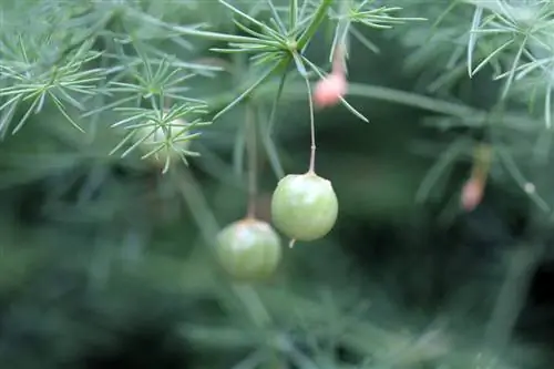 Asparagus: mendapatkan benih