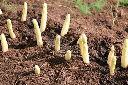 Mbjellja e asparagut: 9 këshilla për rritjen e shpargut