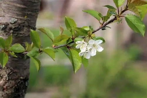 Vişne - Prunus cerasus