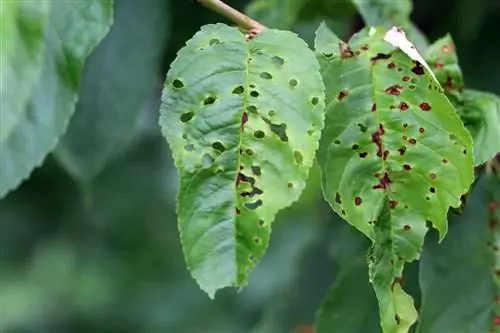 بیماری تفنگ ساچمه ای گیلاس ترش (Prunus cerasus).