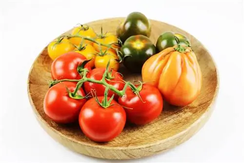 Tomatoes - Solanum lycopersicum