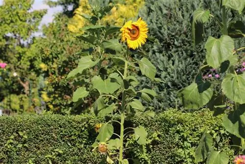 Napraforgó - Helianthus annuus