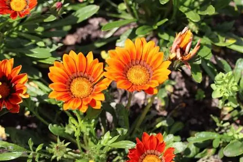 Gazania - Dhahabu ya Mchana - Gazania