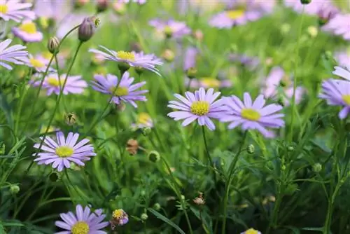 zilā margrietiņa - Brachyscome iberidifolia