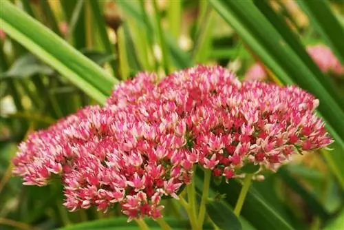 Stonecrop - Sedum