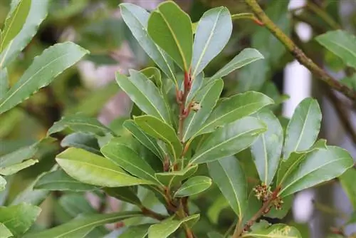 Ægte laurbær - Laurus nobilis