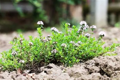 Majčina dušica - Thymus vulgaris