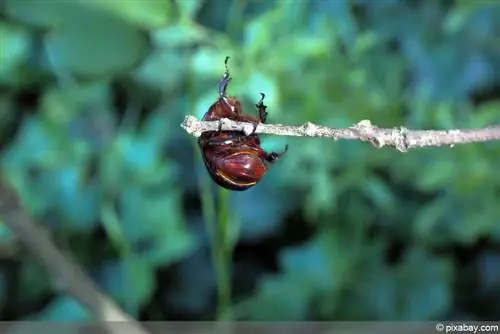 Жук-носорог - Oryctes nasicornis