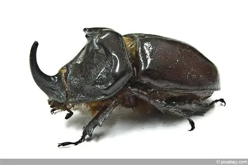 Rhinoceros beetle: profile + txhawb cov kab muaj txiaj ntsig hauv vaj