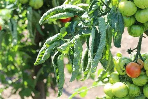 folha de tomate enrolada