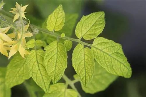 Folhas amarelas de tomate