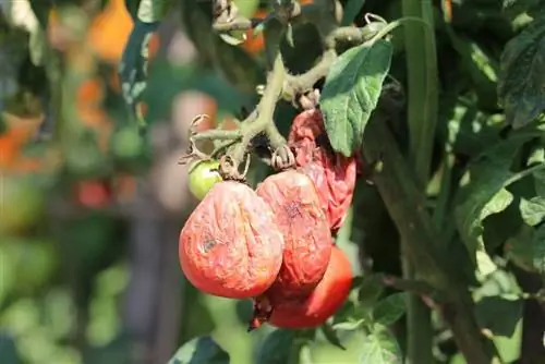 Malattie del pomodoro dalla A alla Z: elenco con immagini e consigli per la cura