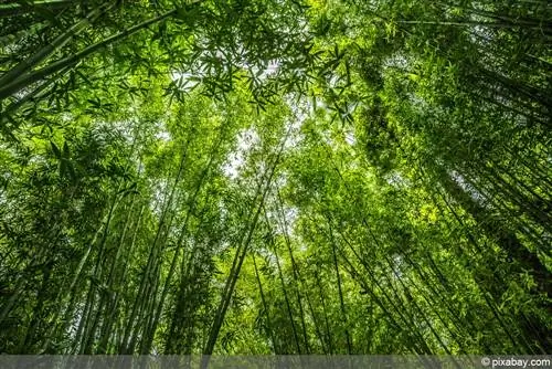 Sementes de bambu: colha e cultive novas plantas a partir de sementes