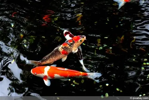 Calcular el volumen del estanque: determinar el tamaño del estanque para los peces