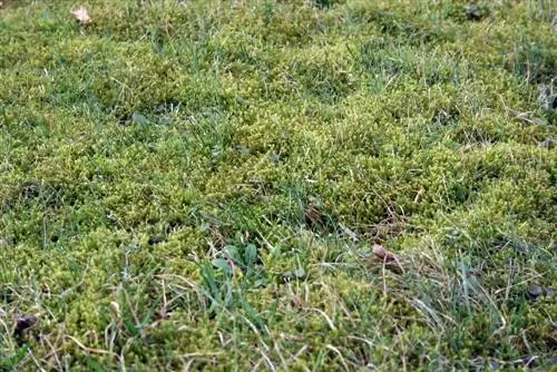 Fertilizzante azotato di calce contro il muschio nel prato: applica azoto di calce