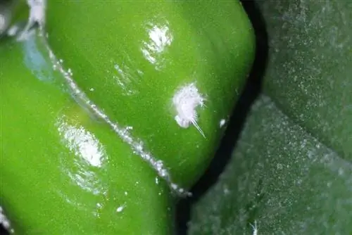 Mealybugs - luftuar mealybugs