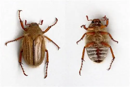 June beetle - ribbed curlew beetle - Aphimallon solstitiale