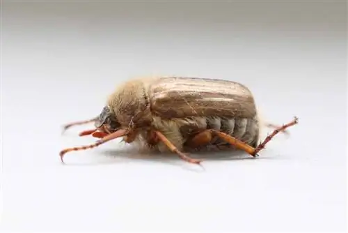 June beetle - ribbed curlew beetle - Aphimallon solstitiale