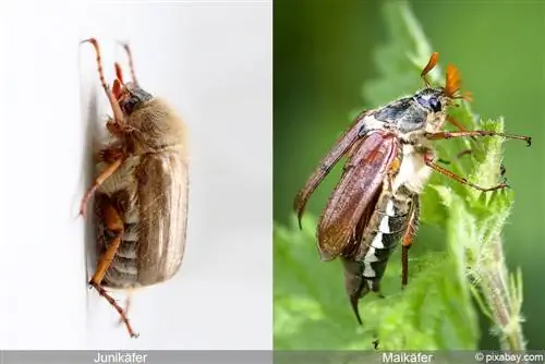 Recunoașterea cockchafers și gândacii de iunie - diferențe și profiluri