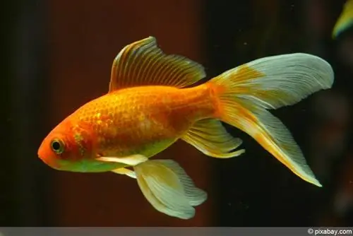 Veiltail - Goldfish