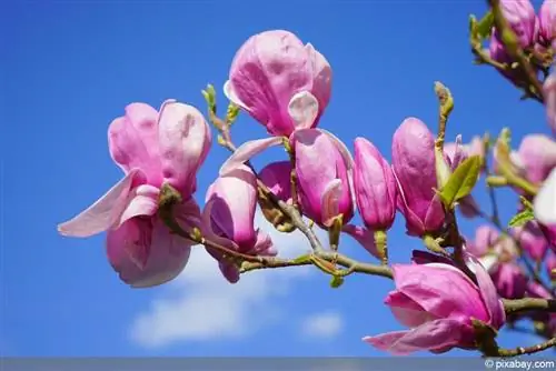 Magnolia ungu - Magnolia liliiflora