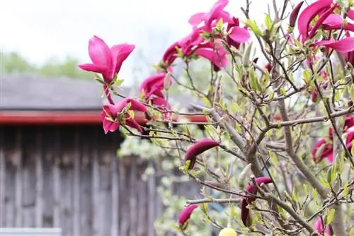 แมกโนเลียสีม่วง - แมกโนเลียลิลี่ฟลอร่า