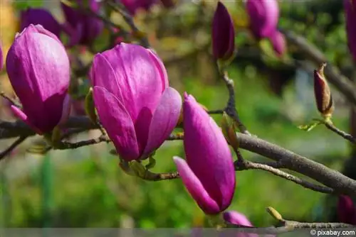 Ljubičasta magnolija - Magnolia liliiflora