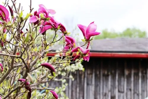 Paarse magnolia 'Susan', Magnolia liliiflora - onderhoudsinstructies