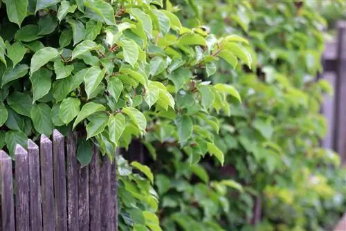 Kiwi – Actinidia deliciosa