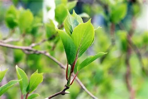 Kivi - Actinidia deliciosa