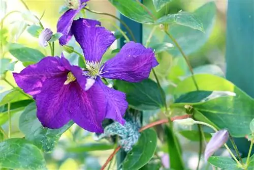 Clematis 'Rais' - clematis