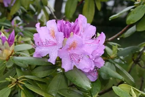 Rhododendrons üçün gübrələmə: azaleya üçün gübrə kimi 8 ev müalicəsi