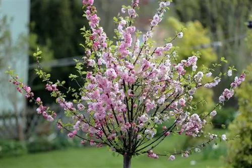 Puno ng almendras - Prunus dulcis