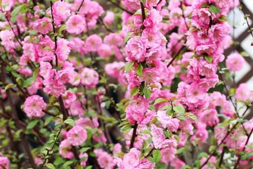 Puno ng almendras - Prunus dulcis