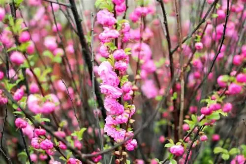 Puno ng almendras - Prunus dulcis