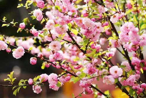 ნუშის ხე - Prunus dulcis