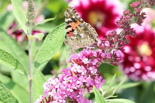 Lilas papillon, Buddleja davidii - période de plantation, plantation et entretien